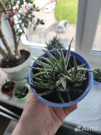 Суккуленты Хавортия