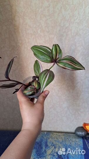 Традесканция Зебрина и Мультиколор