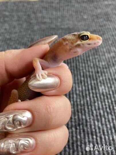 Геккон эублефар