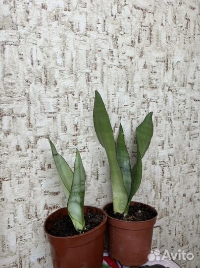 Сансевиерия мунштайн