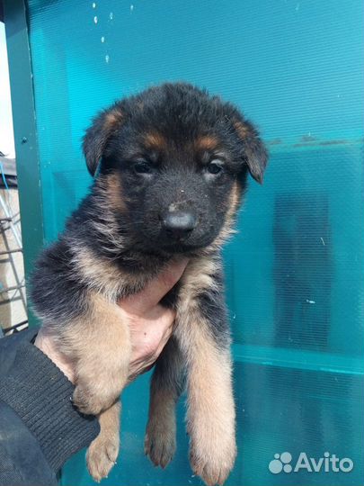 Продам щенков