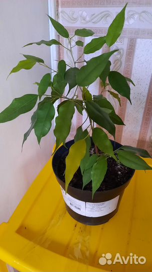 Фикус и пеперомия туполистная