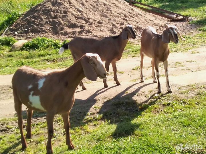 Молодые козочки, козлы