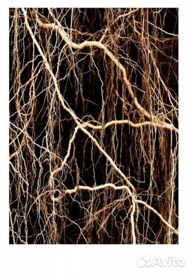 Yodeyma Парфюмированная вода velfashion