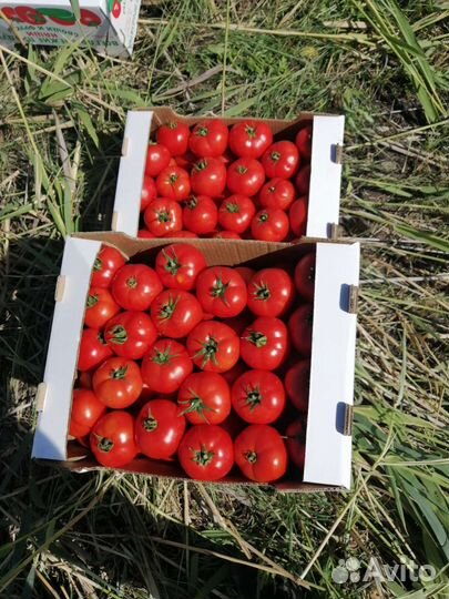 Помидоры оптом лоджейн
