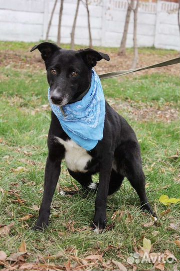 Трусишка Багира ищет дом