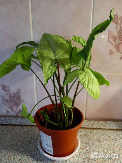 Цветы домашние в горшках