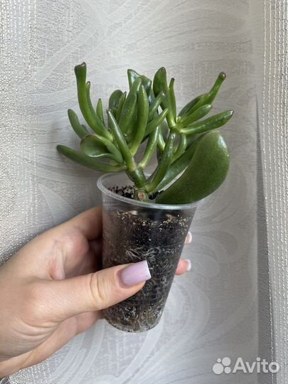 Крассула коралл