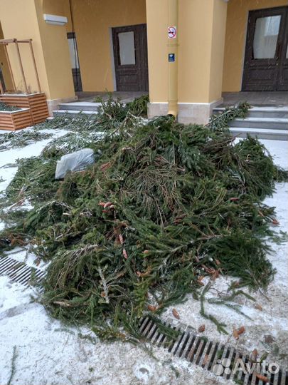 Лапник-Еловые ветки.для декора