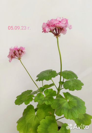 Пеларгония герань розовая