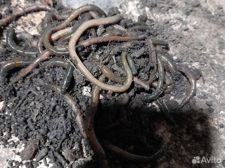 Черви зеленые