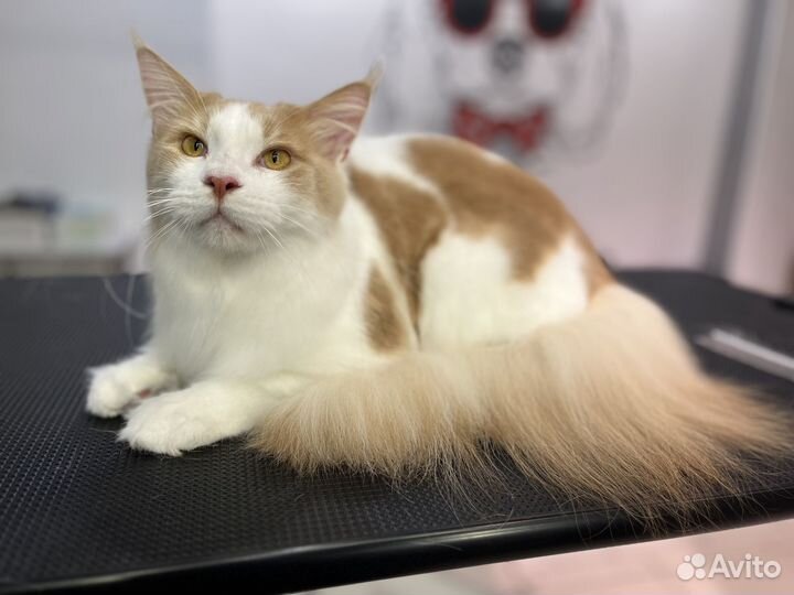 Грумер (стрижка кошек и собак с выездом на дом)