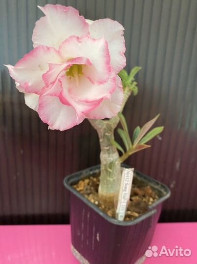 Цветущие сортовые Адениум