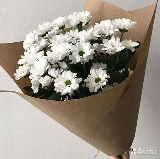 Хризантема