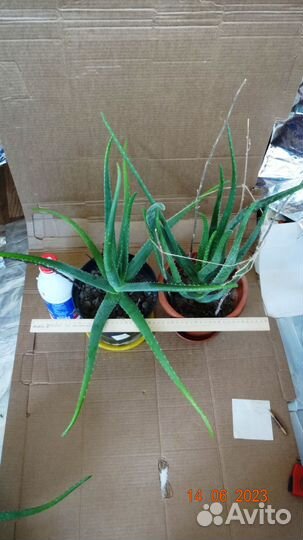 Алоэ Вера 3,5 летние, лекарственные растения