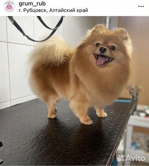 Стрижка животных