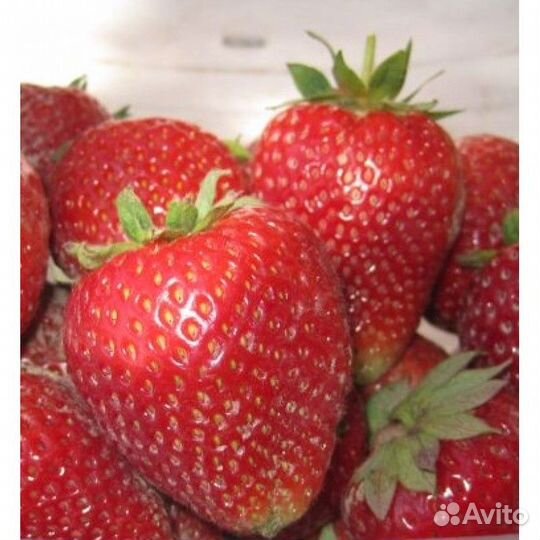 Саженцы клубники