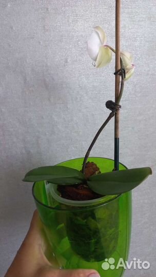 Орхидея фаленопсис цвет - белый