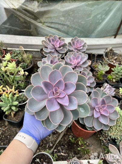 Эхиверия Нюрнберга (жемчужина)