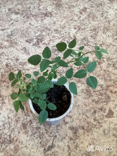 Роза комнатная