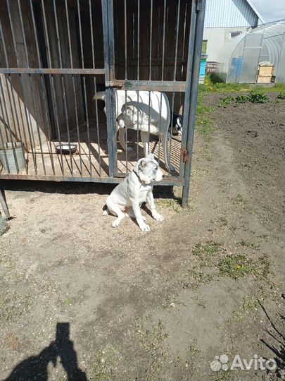 Щенок сао Алабай
