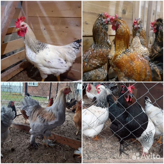 Петух брама,павловский,цыплята