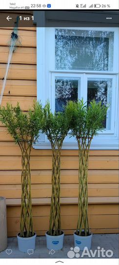 Черенки ивы американки