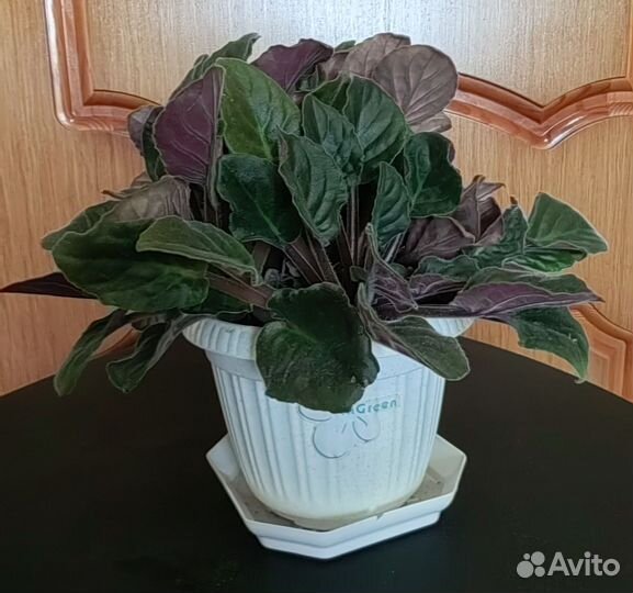 Фиалка махровая