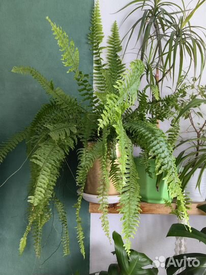 Папоротник нефролепис