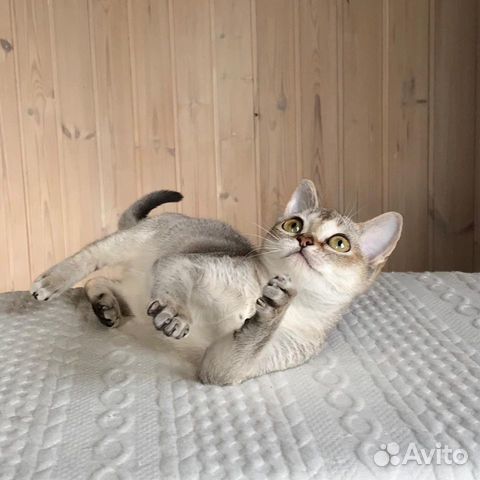 Сингапура,сингапурская кошка - котята питомник объявление продам