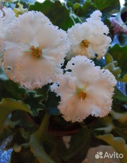 Сортовые фиалки цветущие