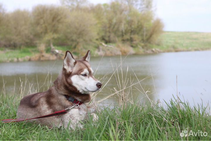 Собаки хаски