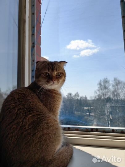 Отдам кошку