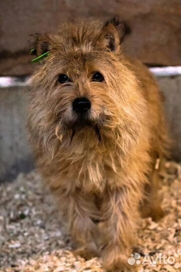 Перс приехал в приют