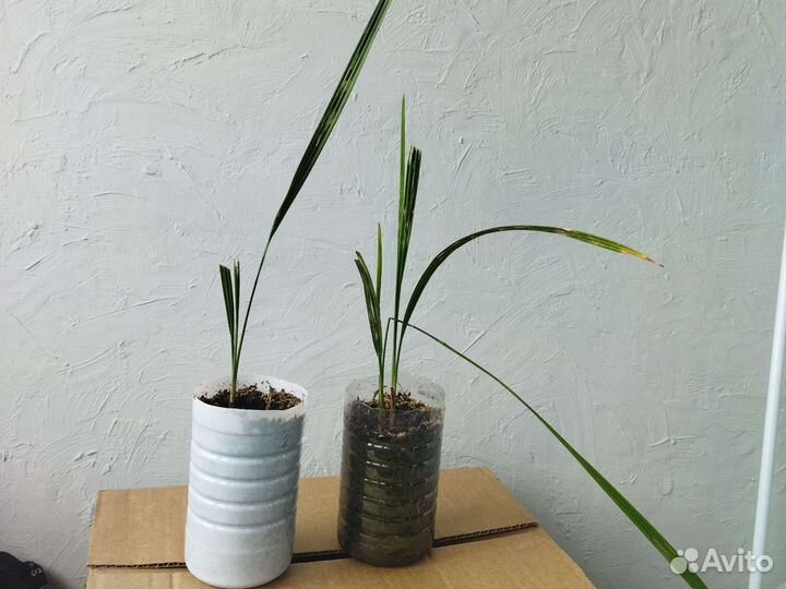 Финиковая пальма 1год