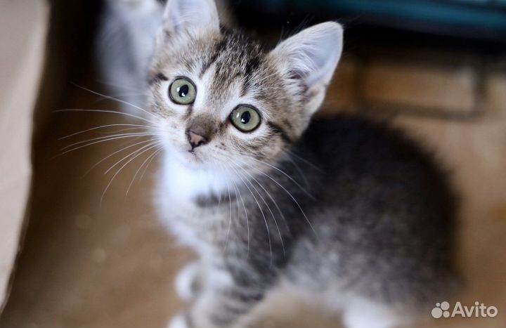 Кошечка в добрые руки