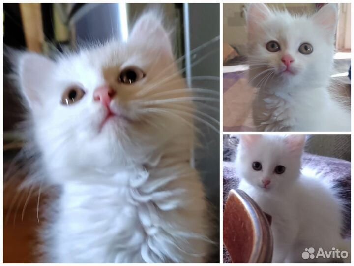 Котёнок турецкой ангоры