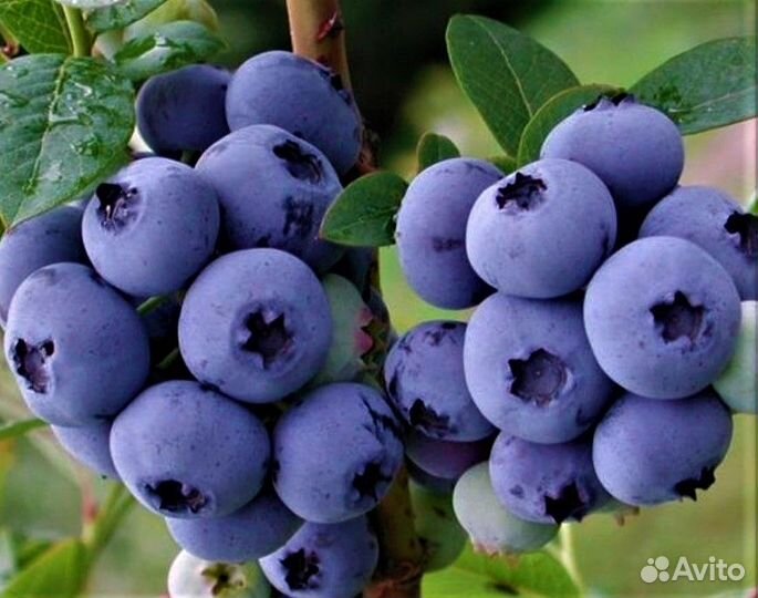 Садовые растения