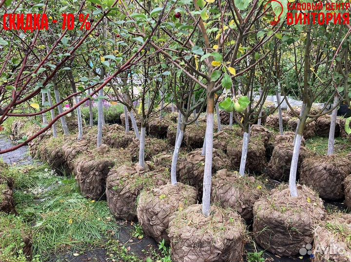 Саженцы плодовых растений, гарантия