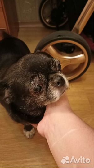 Чихуахуа ищет дом