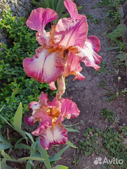 Ирис,Аттеншн Плиз