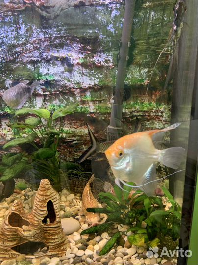 Аквариум вместе с рыбами AquaPlus