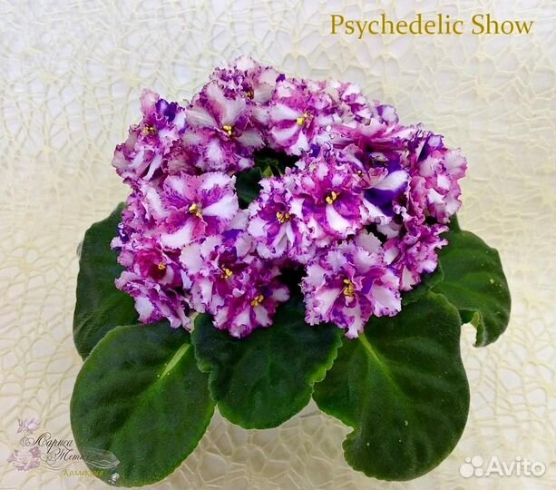 Фиалки, детки