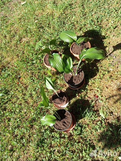 Эухарис амазонская лилия