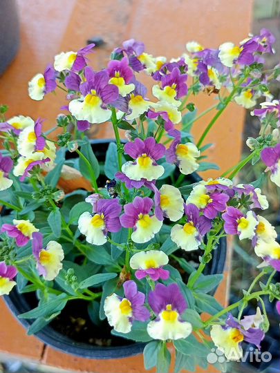 Цветы Калибрахоа, остеоспермум, немезия, петуния