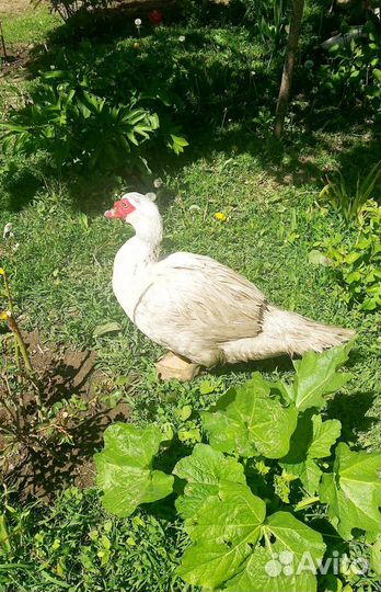 Утки индийский бегунок, селезень индоутки