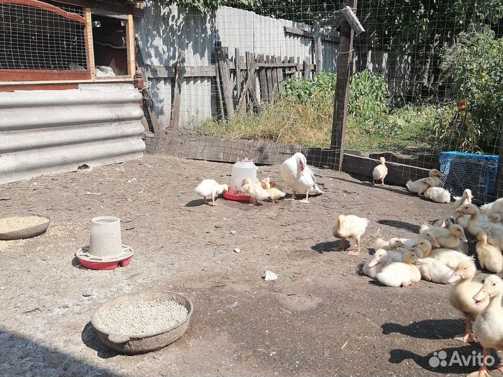 Утка стар 53