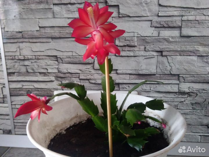 Декабрист.Лазоревый