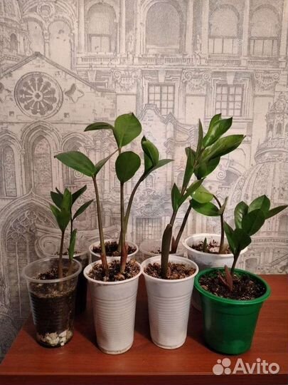 Замиокулькас