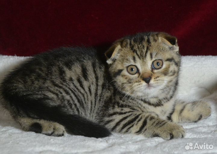 Пятно на золоте